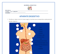 CN_Aparato digestivo_Actividades.doc 